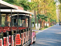 -合肥滨湖国家森林公园