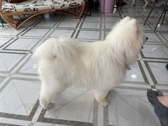 -星多哈·狗咖·拼豆·咖啡