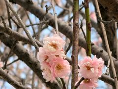 -中山市树木园