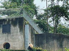 -中国大熊猫保护研究中心雅安碧峰峡基地