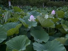 -望湖公园