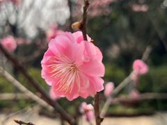 -南山植物园