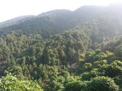 -铁山坪森林公园