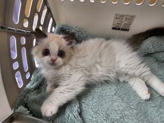 -瑞派康怡24h宠物医院·犬猫医疗中心·微创绝育(瑞景分院)
