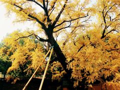景点-无锡惠山寺