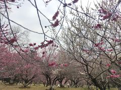 -采石矶景区