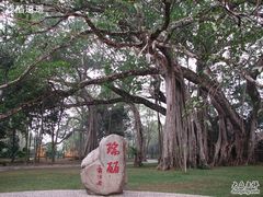 -瑞丽独树成林风景区