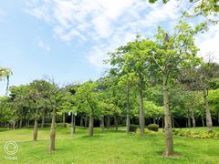 -顺峰山公园