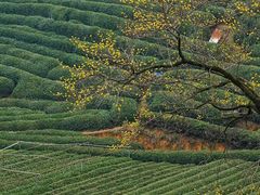 -龙坞茶村