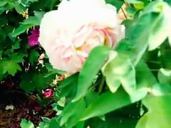 -洛阳市隋唐城遗址植物园