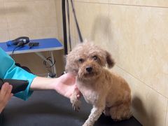 -佳雯宠物医院·皮肤科·内外科(春晓路分院)