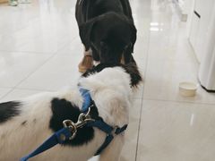 -美联众合动物医院·24h京西诊疗中心