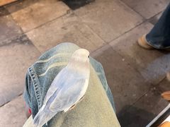 -吉丁鸟咖·异宠·寄养