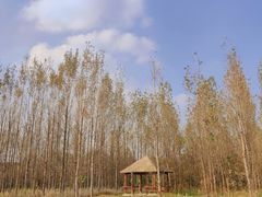 -白鹭湾湿地公园