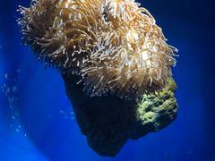-悉尼海洋生物水族馆