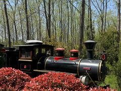 -合肥滨湖国家森林公园