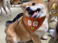 -逗柴咖啡屋·狗咖猫咖宠物桌游