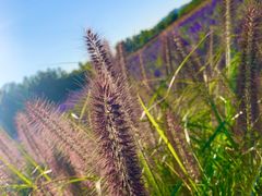 -北京东方普罗旺斯薰衣草庄园