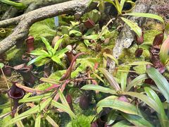 -国家植物园南园