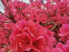 -木兰云雾山