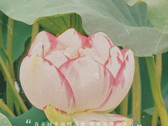 -荷塘月色湿地公园·向阳花洲