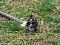 -石家庄市动物园