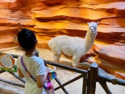 -酷嗒动物文化乐园(cutezoo西溪乐天城店)