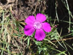 -乌兰布统景区-白桦林