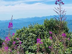 -白草畔自然风景区