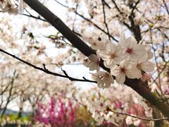 -高东镇樱花园