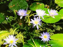 -国家植物园南园