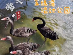 -五缘湾湿地公园