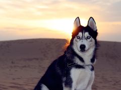 -亿利库布其七星湖沙漠生态旅游区