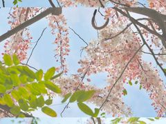 -深圳国际园林花卉博览园