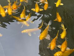 -觀芷隐轩