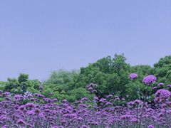 -梁鸿国家湿地公园