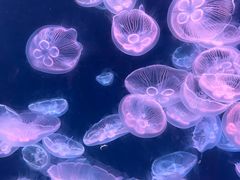 -大连老虎滩海洋公园