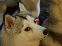 -Husky Go! 哈士奇体验馆·宠物咖啡厅狗咖