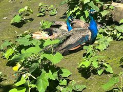 -哈尔滨北方森林动物园