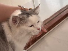 -共舞时光猫咖·狗咖(新街口店)