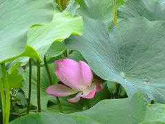 -莲花池公园