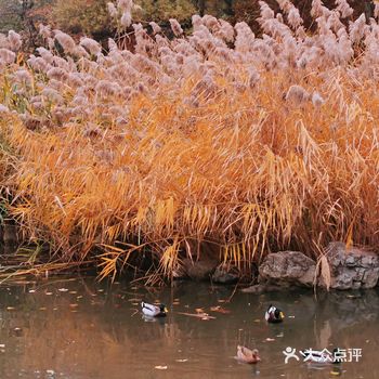 每年的银杏季好像第一反应都是先去人山人海的奥森