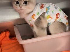 -创凡宠物医院·骨专科  猫科中心(西乡分院)