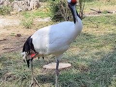 -石家庄市动物园