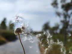 -春花秋色城市公园