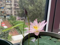 -上坐过桥米线(顺城店)
