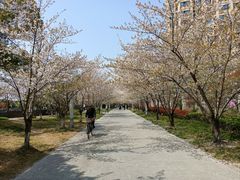 -高东镇樱花园