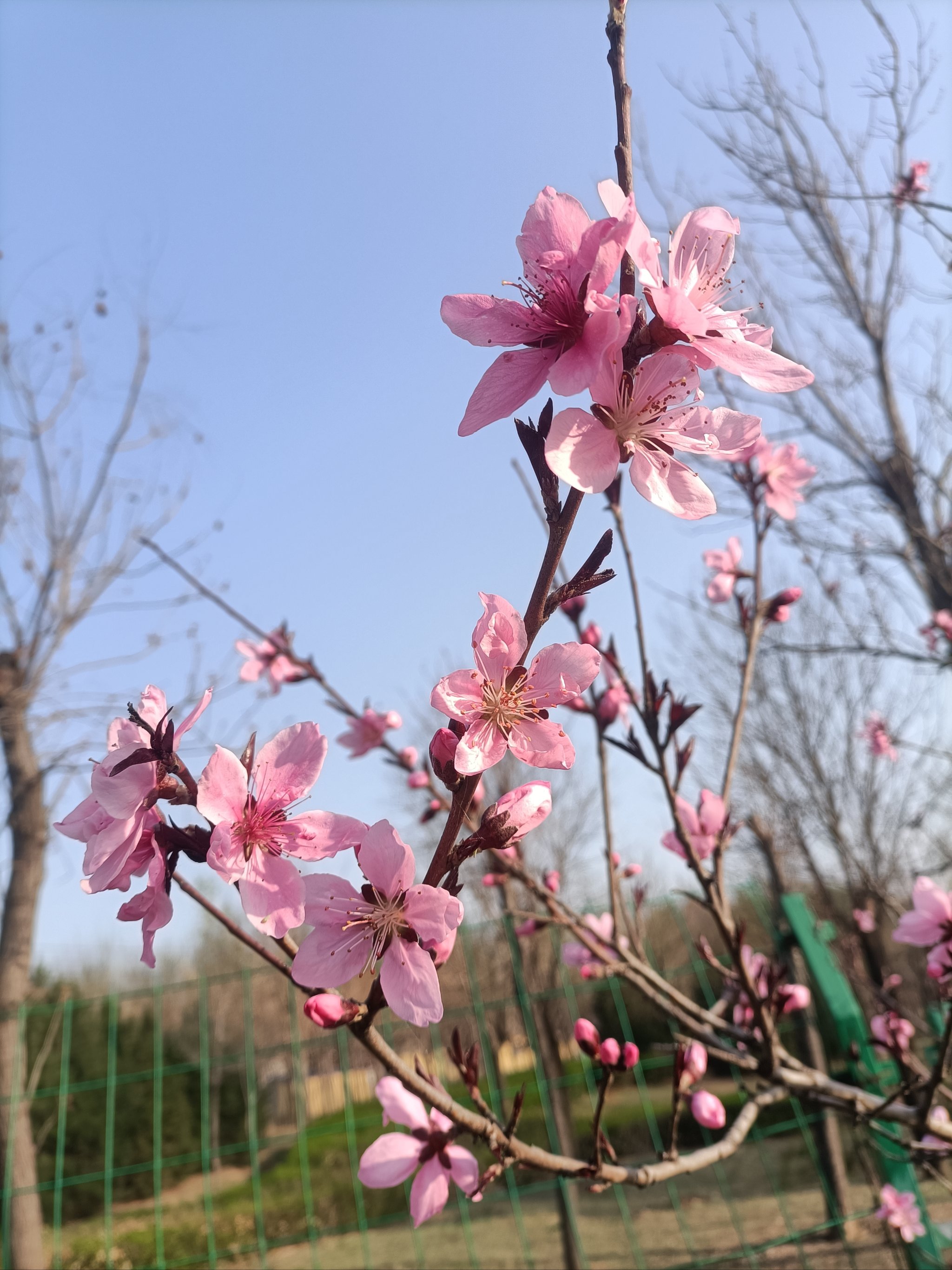 桃花的样子 壁纸风景图片