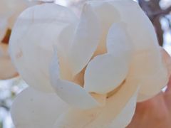 -护国法轮寺