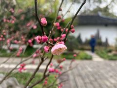 -上海醉白池公园